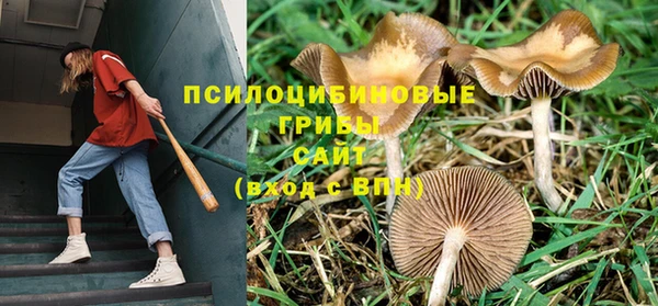 ПСИЛОЦИБИНОВЫЕ ГРИБЫ Армянск